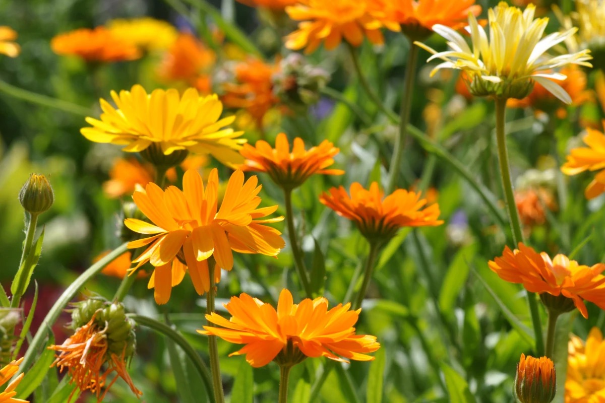 Calendula, il fiore ribelle che rivoluzionerà la tua cucina e salute