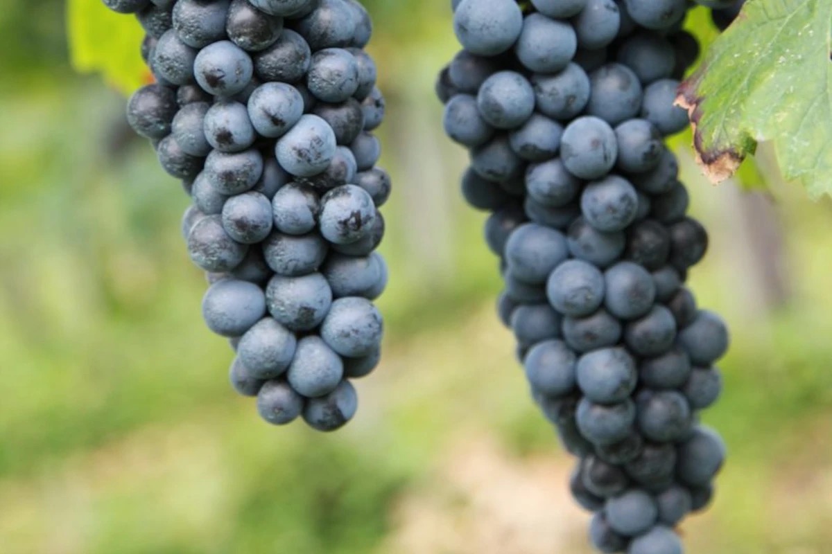 Evviva Valcalepio celebra la qualità del vino e del territorio bergamasco