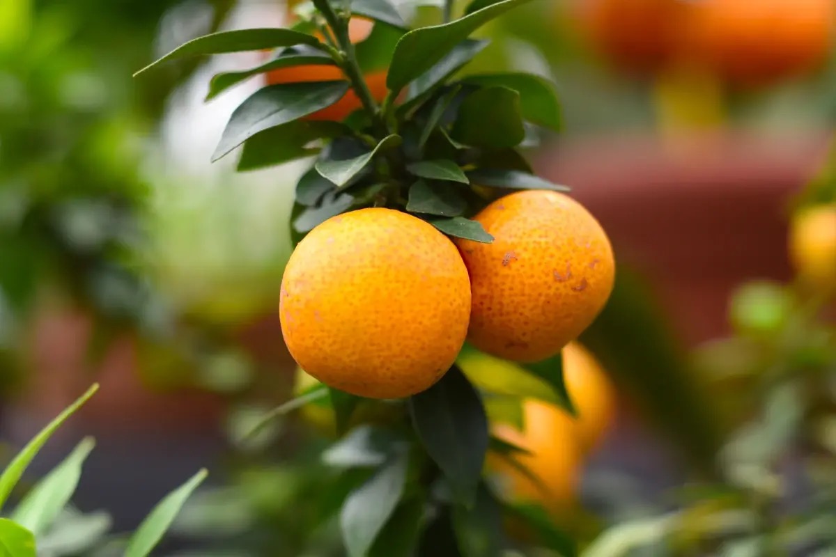 Chinotto: l'agrume dal sapore unico, tra benessere e tradizione ligure