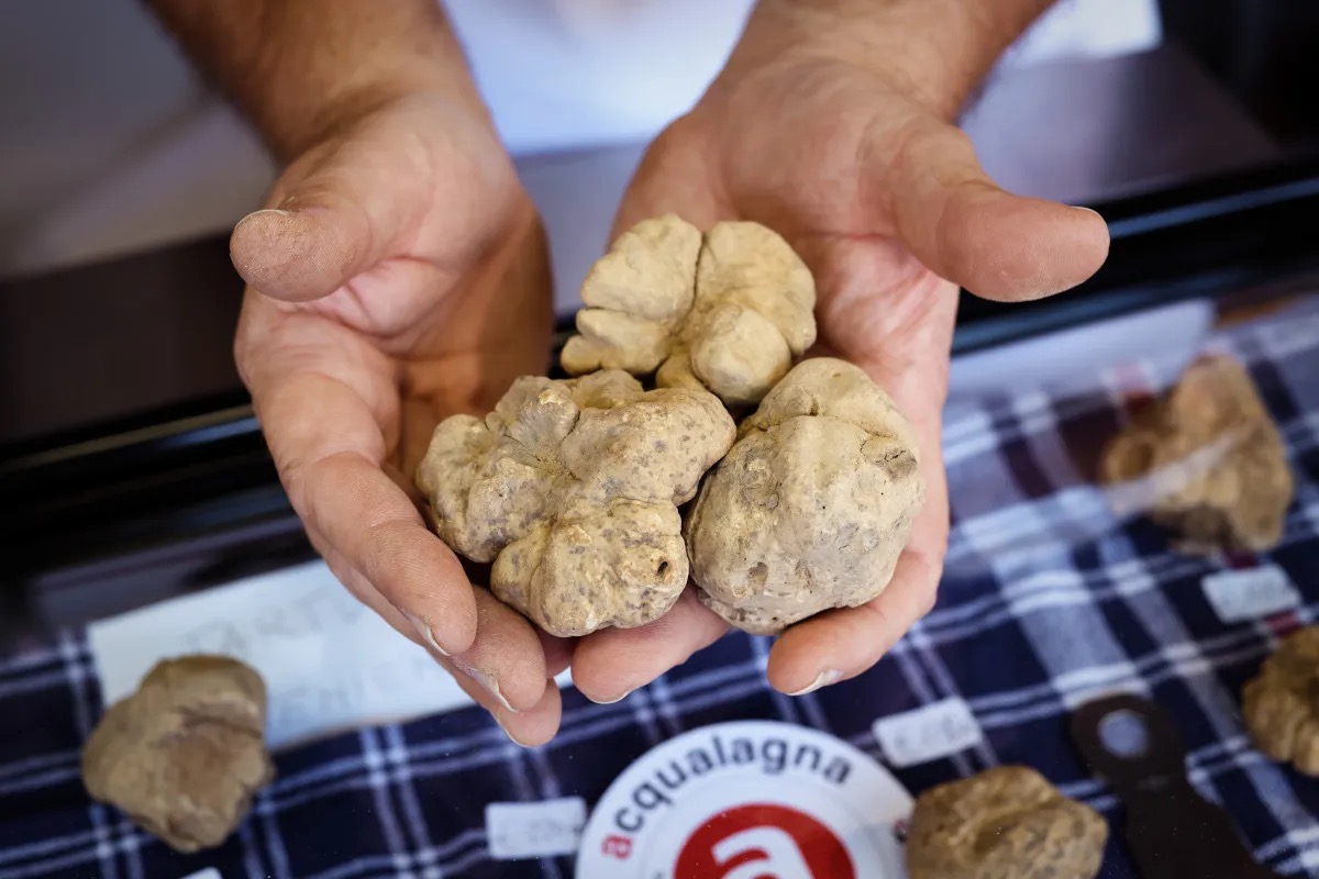 Acqualagna attende la 59ª Fiera nazionale del tartufo bianco