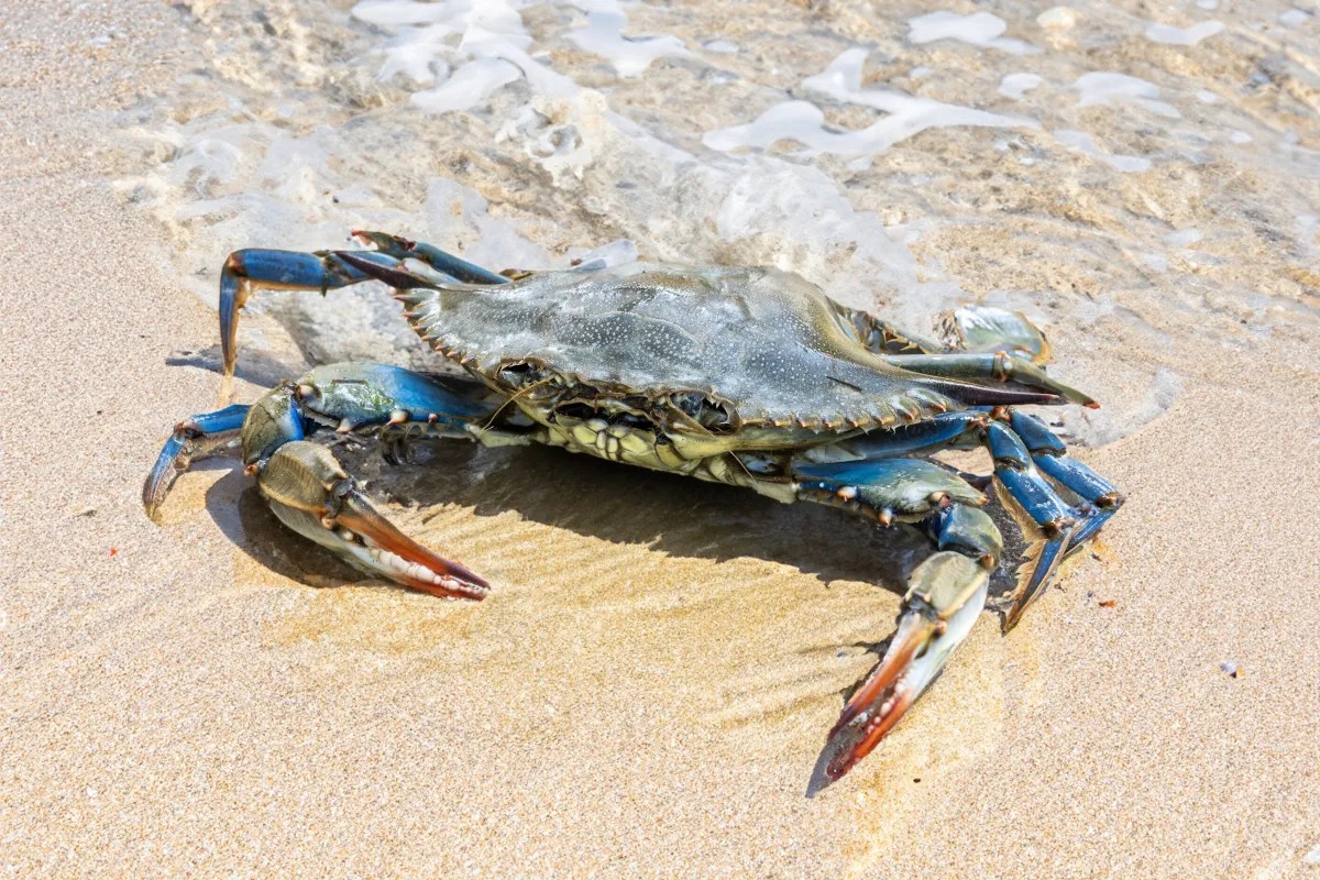 Granchio blu, come un'invasione marina può rivoluzionare la cucina