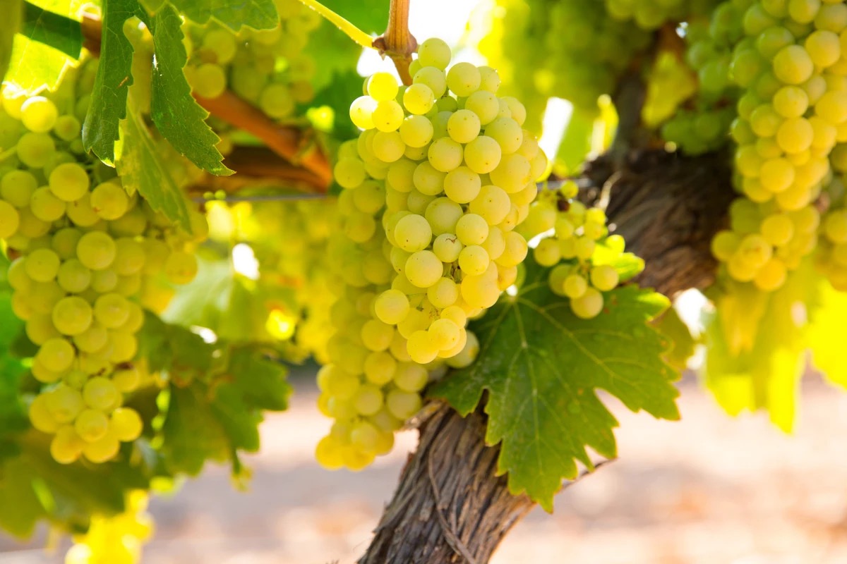 Il caldo accelera la vendemmia: in Sicilia è già tempo di raccolta