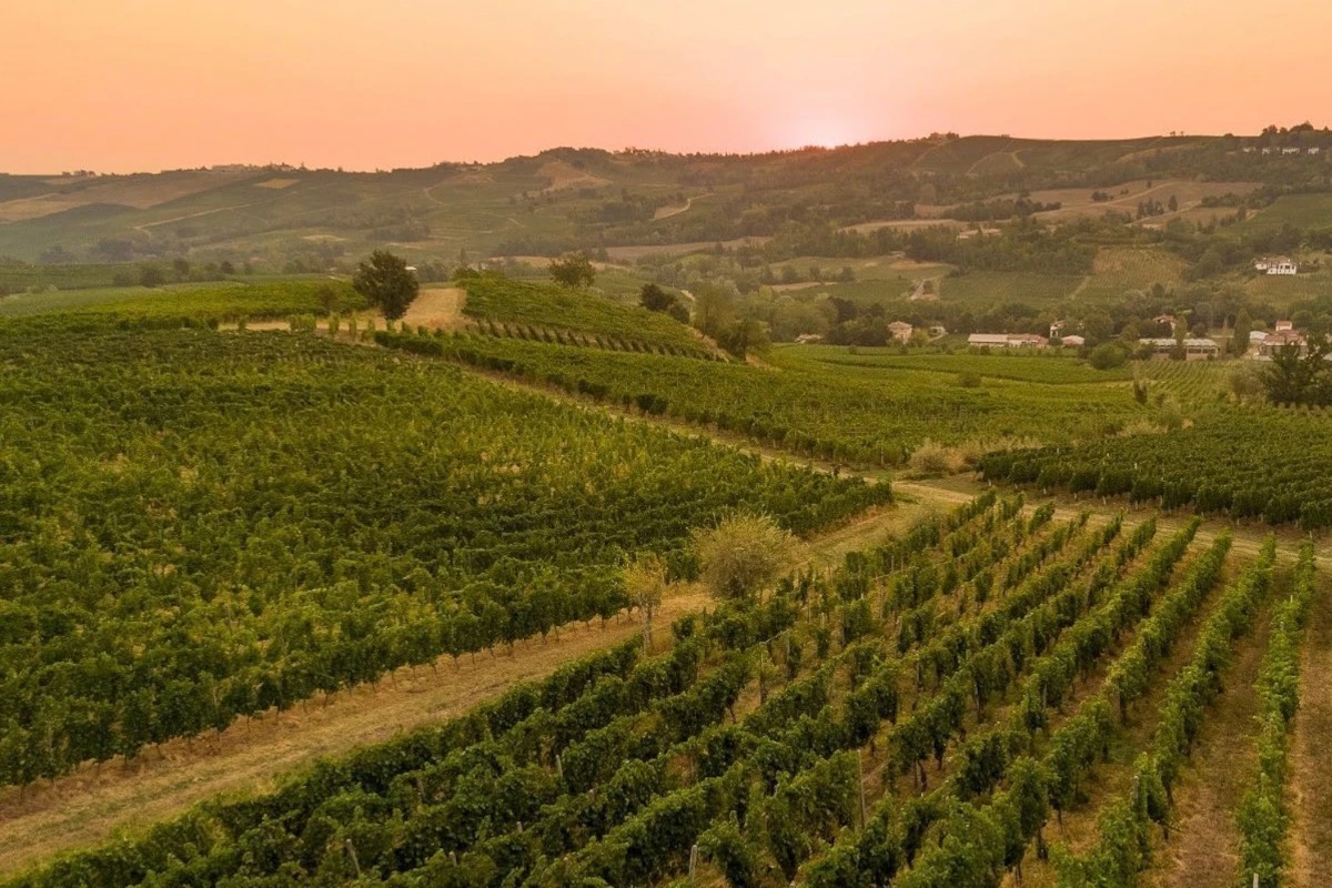  Terre d'Oltrepò: da cantina sociale a polo industriale del vino