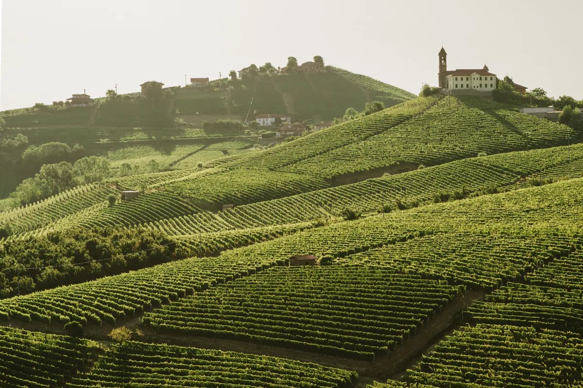 Vendemmia 2024 dell'Asti Docg: si prospetta un'annata da record