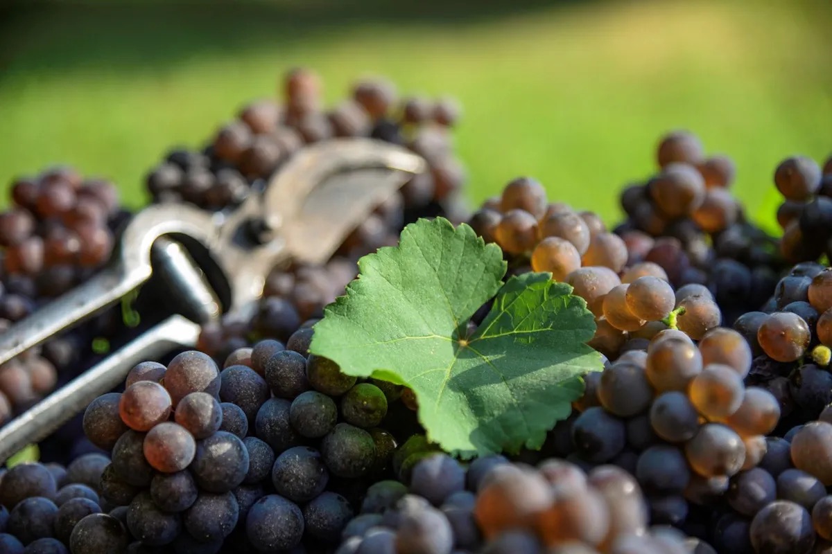 Vendemmia 2024 Doc delle Venezie: il Pinot Grigio promette qualità