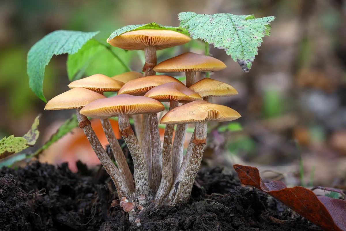 Mangiare i funghi richiede attenzione (Lodi docet): ecco cosa sapere