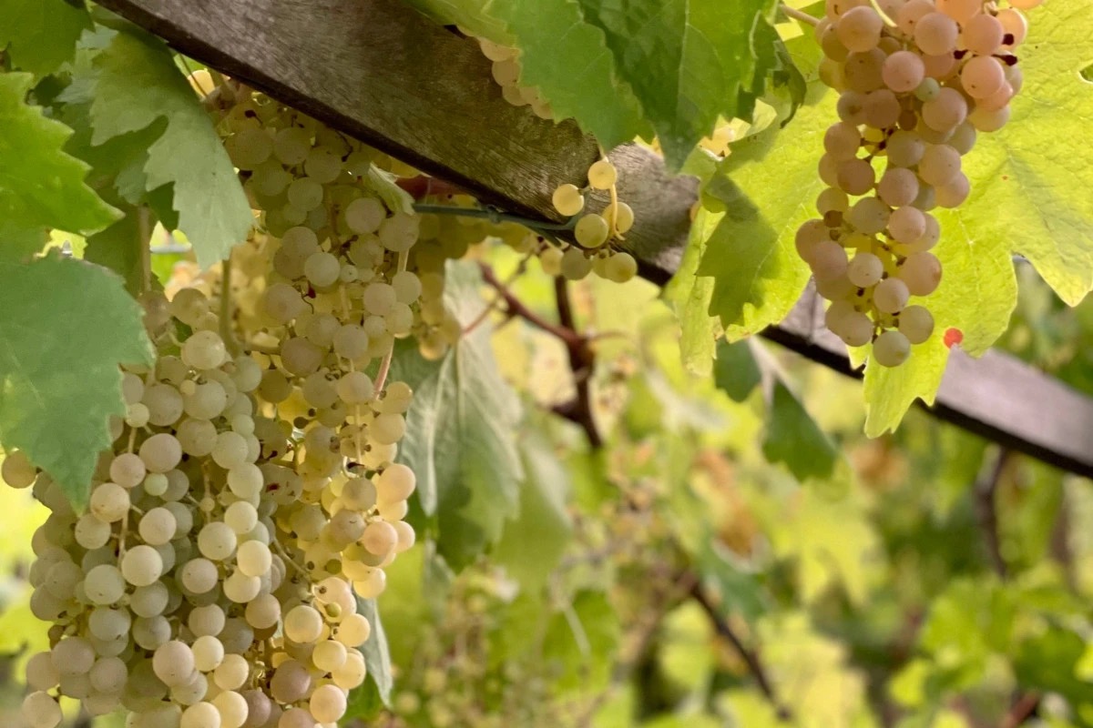 Gambellara, la terra della Garganega: un viaggio tra vini bianchi pregiati