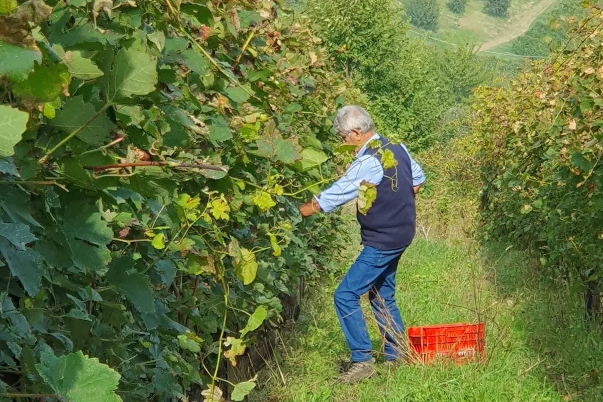 “La vite per la vita”: pazienti e medici insieme per una vendemmia solidale