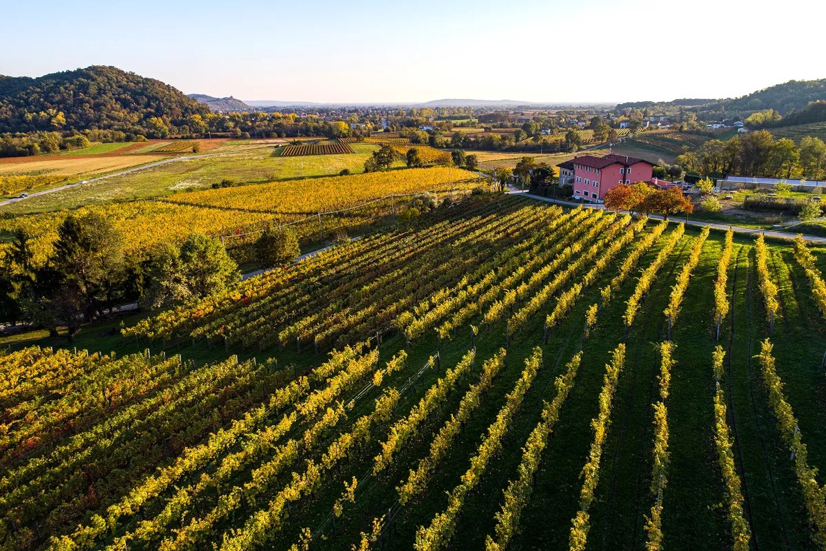 Cantina Gigante celebra il terroir friulano con vini d'autore e ospitalità