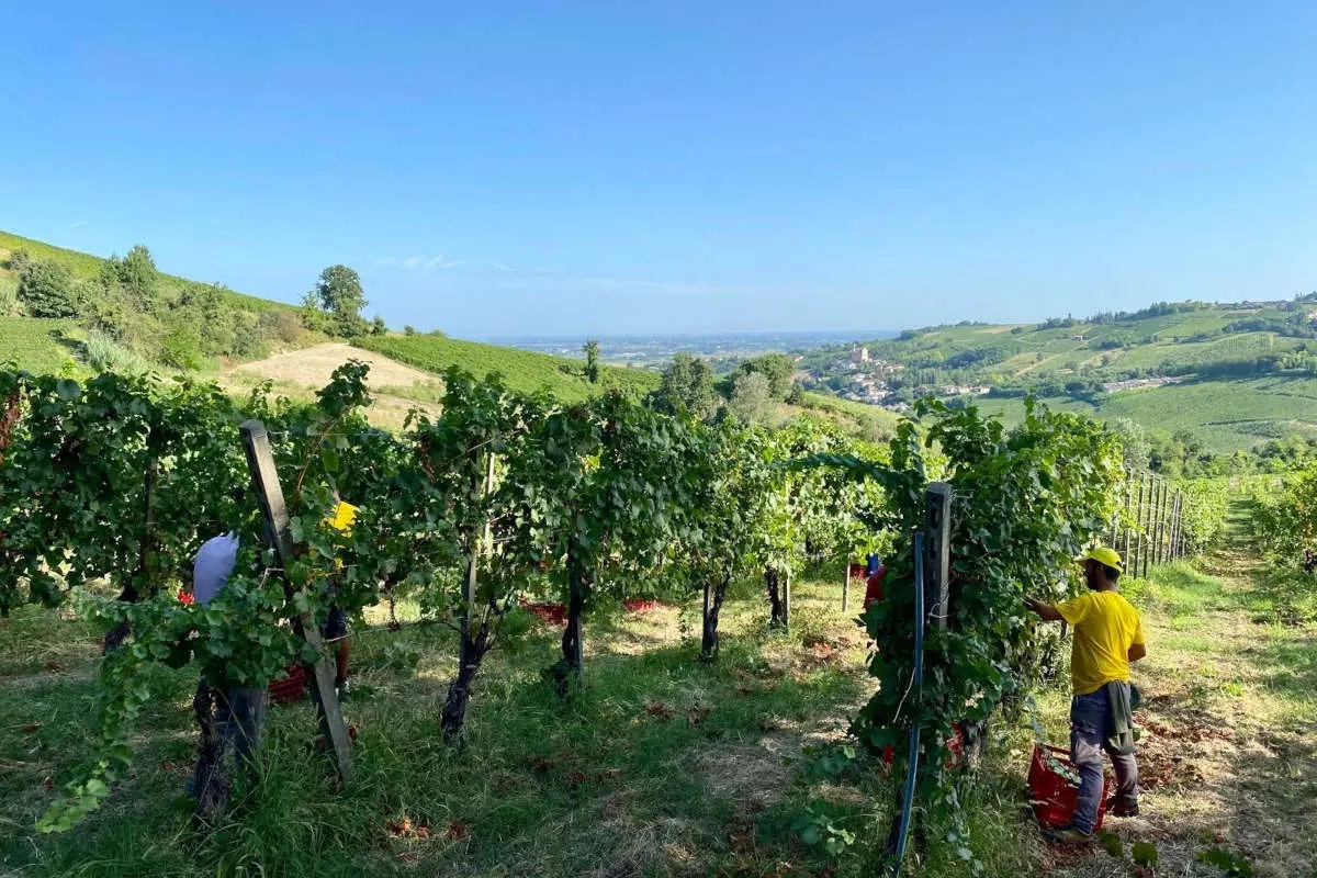 Vendemmia a rischio: Consorzio e Terre d'Oltrepò insieme per salvare la produzione