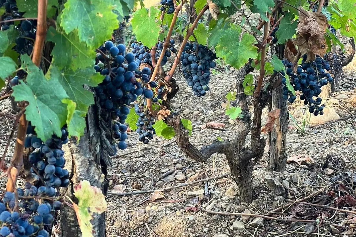 Podere Il Castellaccio: tradizione e innovazione nella terra di Bolgheri