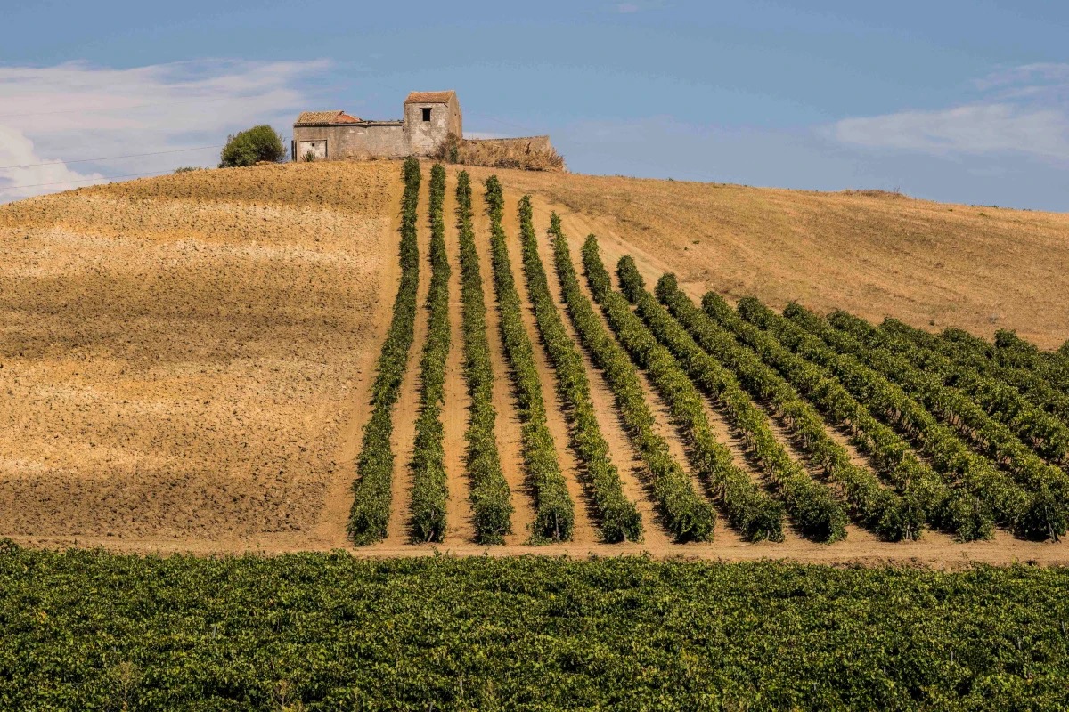 Sicilia Doc: vini bianchi e coltivazioni biologiche trainano la regione