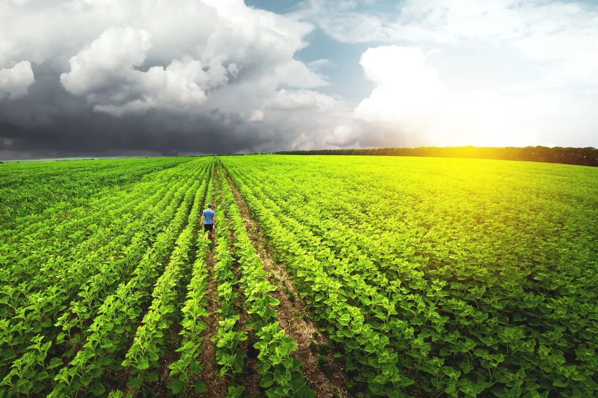  Vino e cambiamento climatico: un aiuto da carbon farming e viticoltura rigenerativa