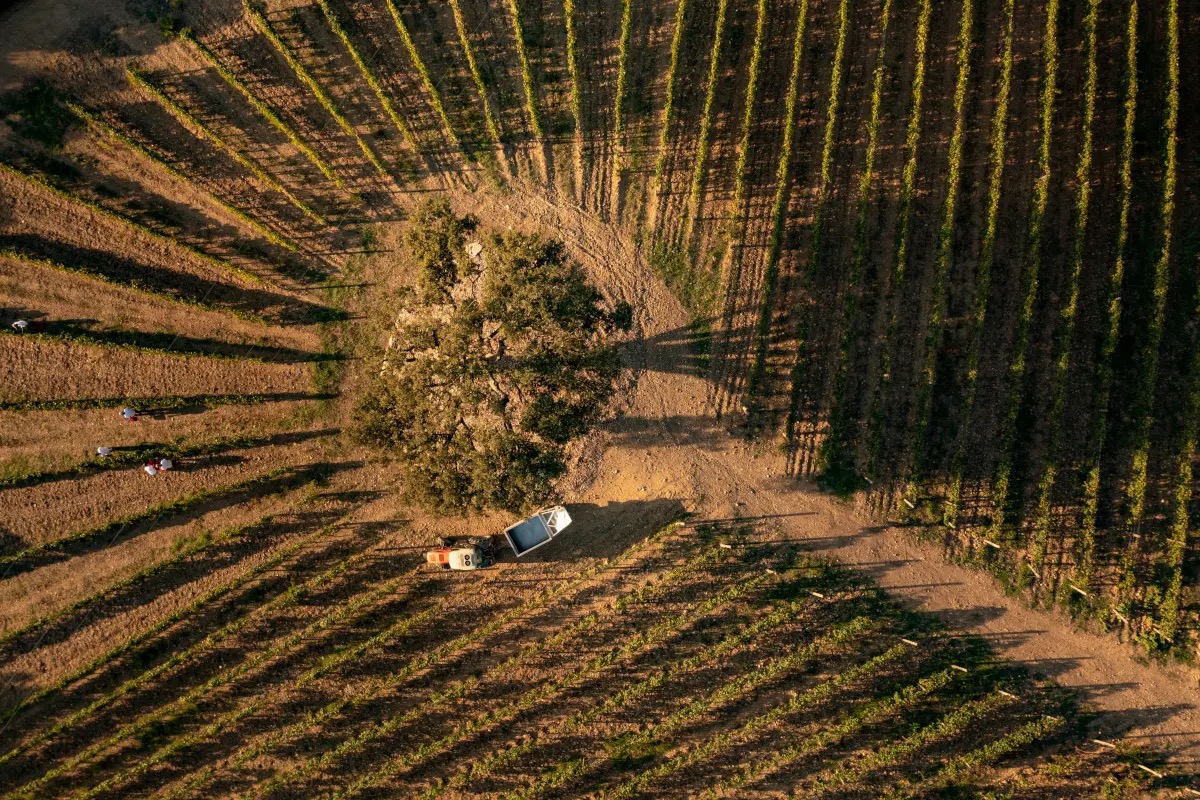 Argentiera: 25 anni di passione e innovazione nel cuore di Bolgheri