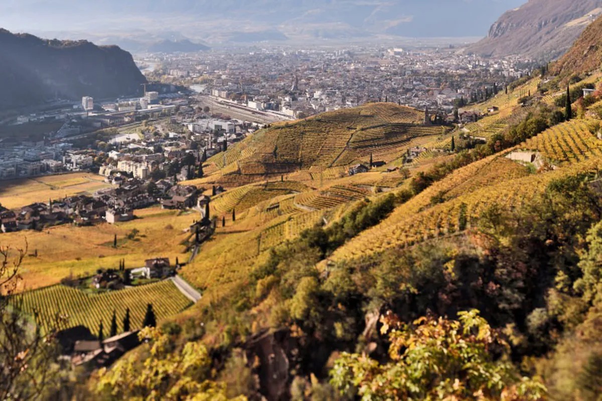  Cantina Bolzano: dopo il successo dei TAL, è sempre più alta la qualità dei vini 