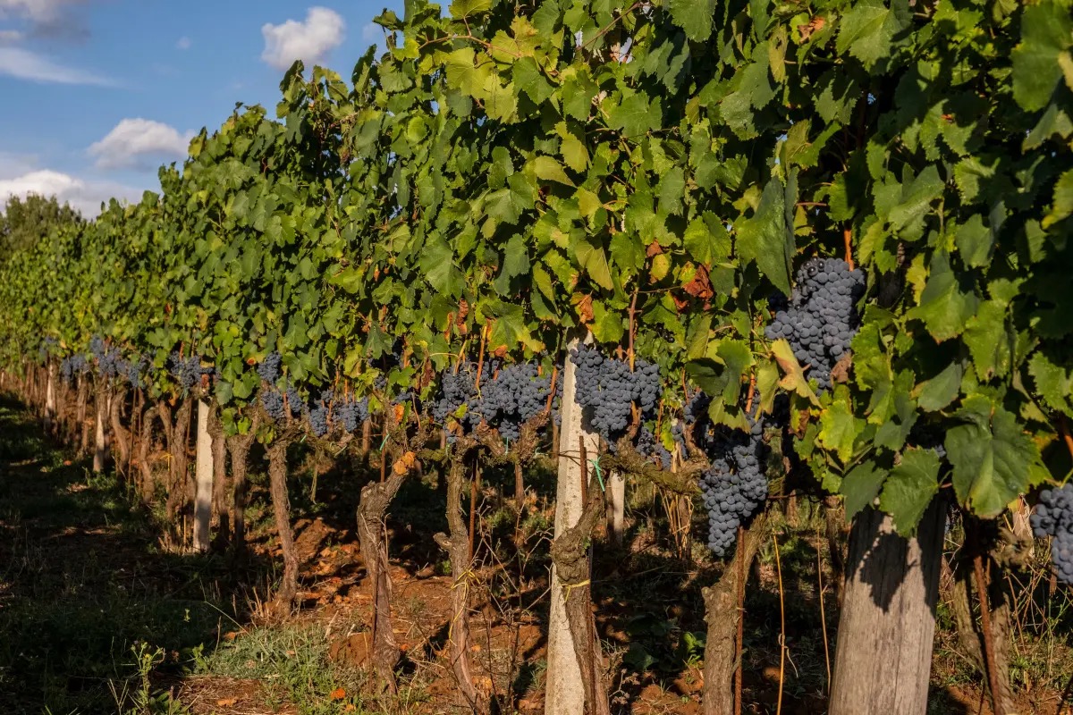 Vendemmia 2024: l'Italia riconquista il trono mondiale del vino, sorpasso sulla Francia