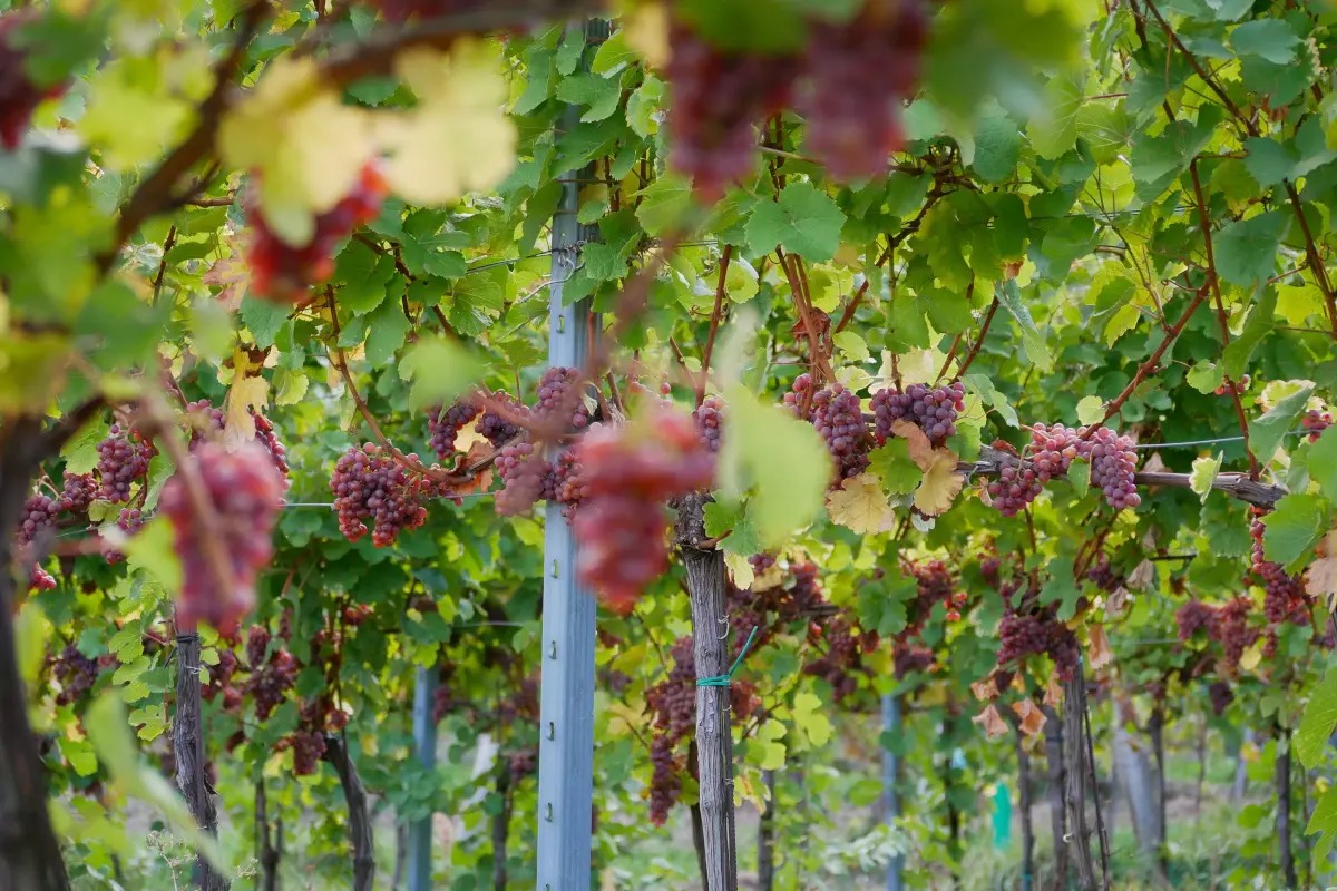  Agricoltura rigenerativa: ecco come i vignaioli rivoluzionano la viticoltura