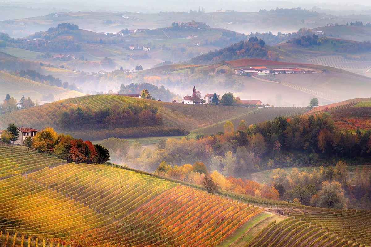  Tra Barolo, Barbaresco e Barbera: le gemme enologiche del Piemonte